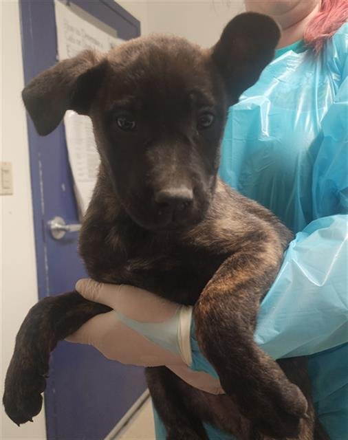 *ATREYU - Dutch Shepherd available for adoption