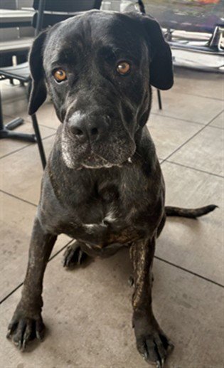 BRUCE - Cane Corso Mastiff available for adoption
