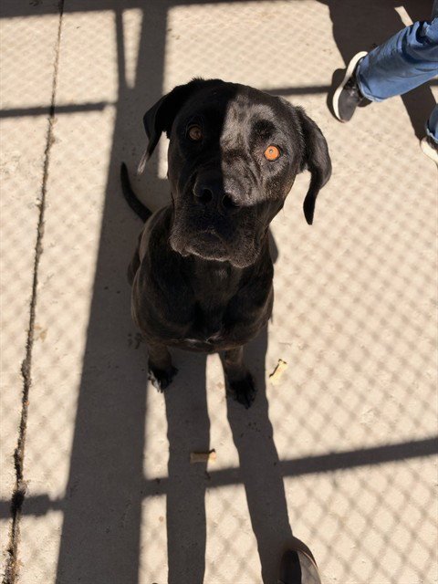 BRUCE - Cane Corso Mastiff available for adoption
