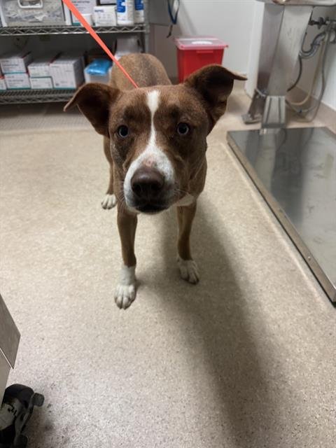 *ISIS - Border Collie / Australian Shepherd available for adoption