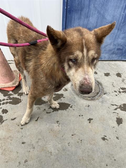 A1239752 - Alaskan Malamute available for adoption