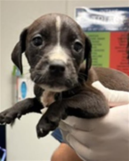 *WONDER WOMAN - Pit Bull Terrier available for adoption
