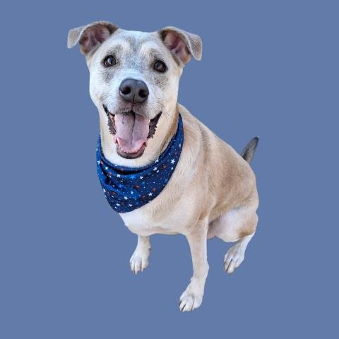 BLU - Labrador Retriever available for adoption