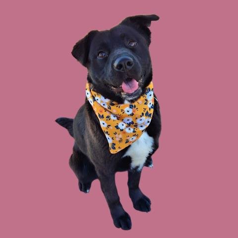 *HOLLY - Labrador Retriever available for adoption