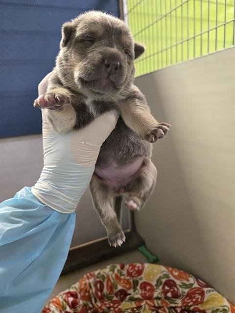 A1239217 - German Shepherd Dog available for adoption