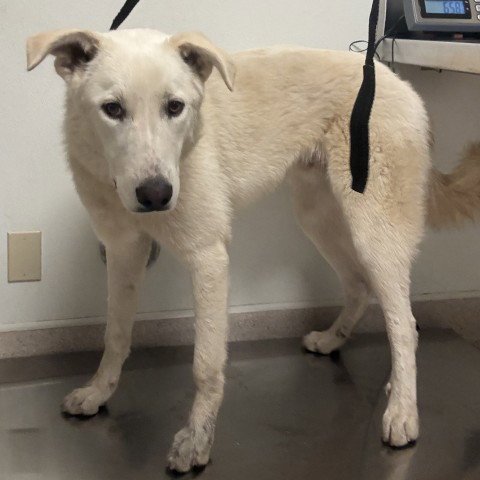 BOLT - Great Pyrenees / German Shepherd Dog available for adoption