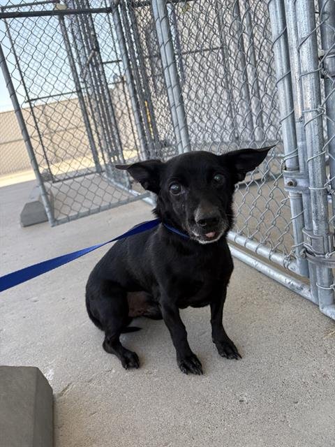 *PUDDING - Chihuahua available for adoption