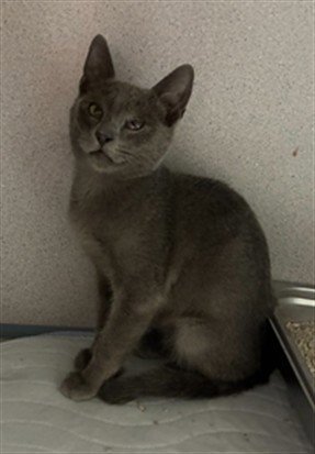 *QUICKSILVER - Domestic Short Hair for adoption in Bakersfield