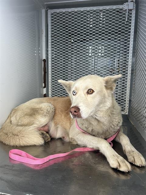 ELIZABETH - Siberian Husky available for adoption