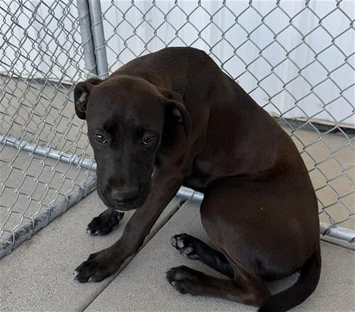 *DARCIE - Labrador Retriever / Boxer available for adoption