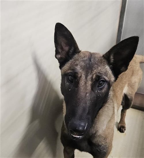 *PRINCE - Belgian Shepherd Malinois available for adoption