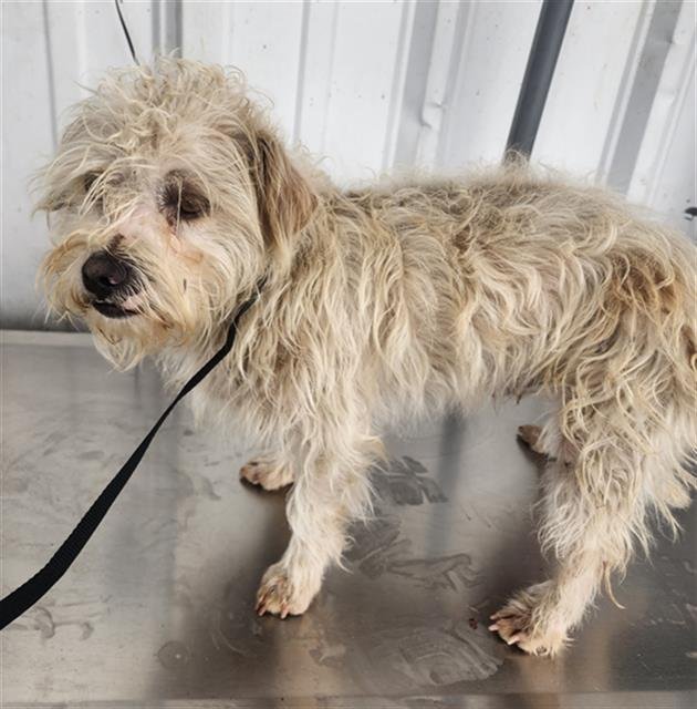 BUTTONS - Miniature Schnauzer available for adoption