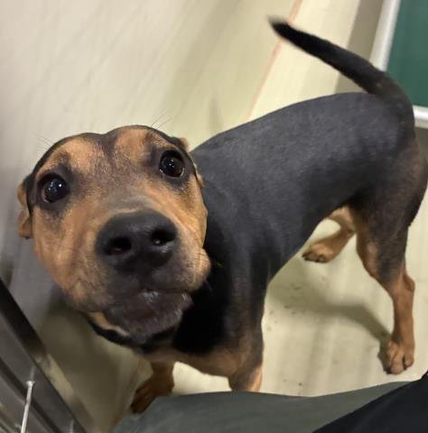 *TABA - Pit Bull Terrier available for adoption