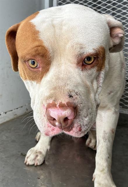 TOBY - Pit Bull Terrier available for adoption