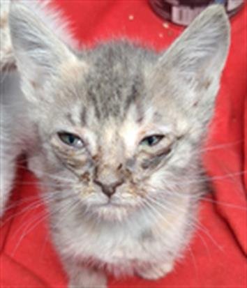 TRIXIE - Domestic Short Hair available for adoption