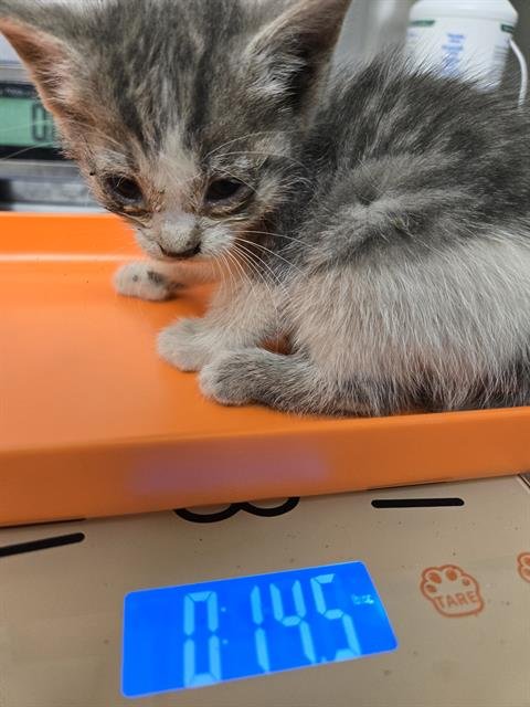 *BETTY - Domestic Short Hair available for adoption