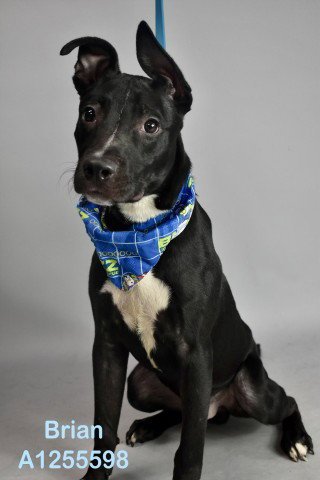 *BRIAN - Pit Bull Terrier available for adoption