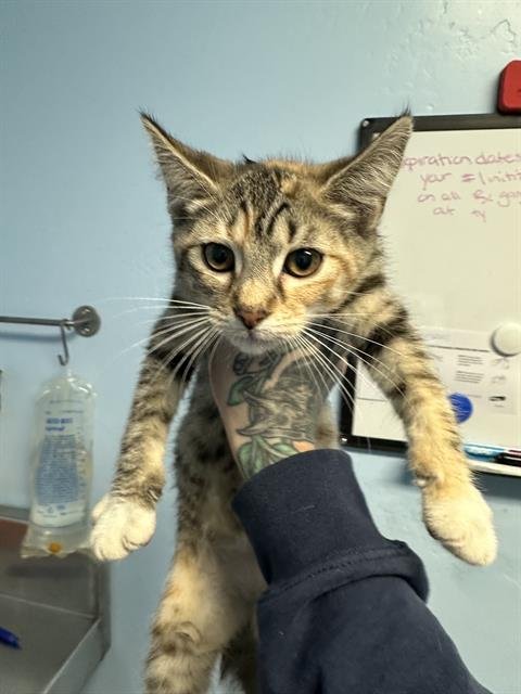 *A&W - Domestic Short Hair available for adoption