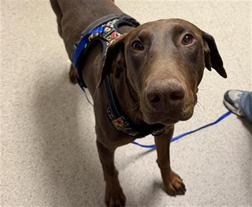 *JUNO - Doberman Pinscher available for adoption