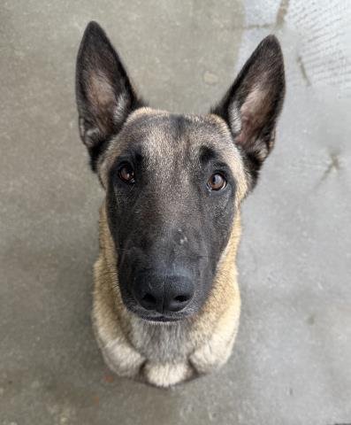 *XAVIER - Belgian Shepherd Malinois available for adoption