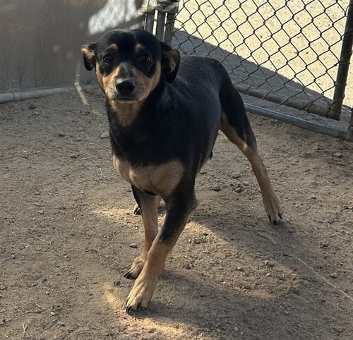 *BOSS DOG - Chihuahua available for adoption