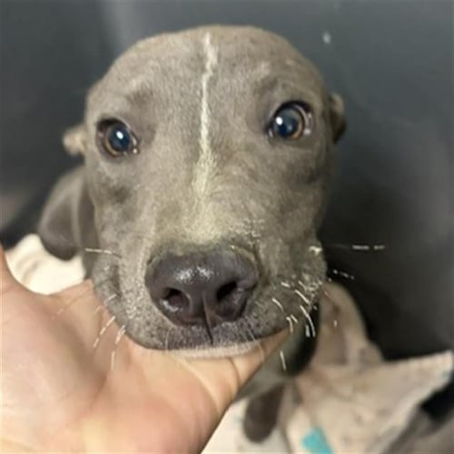 *HERSHEY - Pit Bull Terrier available for adoption