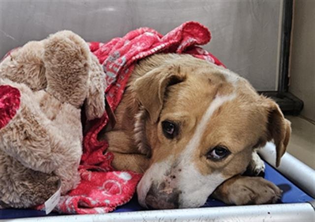 *CARSON - Labrador Retriever available for adoption