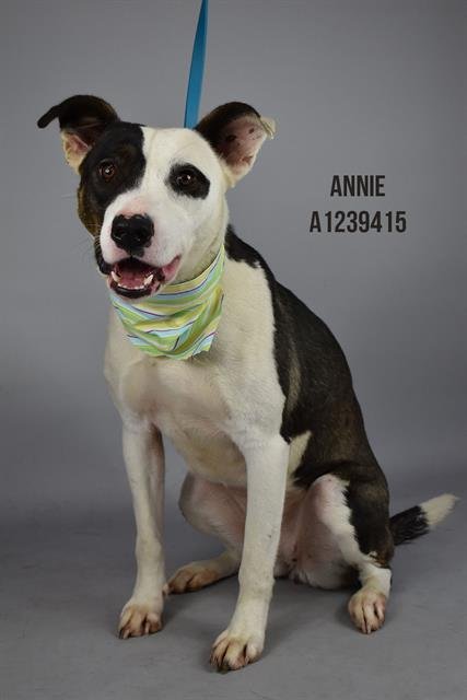 *ANNIE - Pit Bull Terrier available for adoption