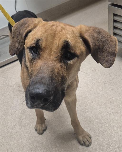 *TUCKER - German Shepherd Dog available for adoption