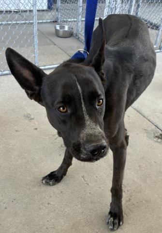 A1250800 - Pit Bull Terrier available for adoption