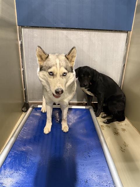 *BELLE - Husky available for adoption