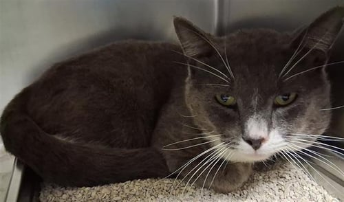 *STARYU - Domestic Short Hair available for adoption