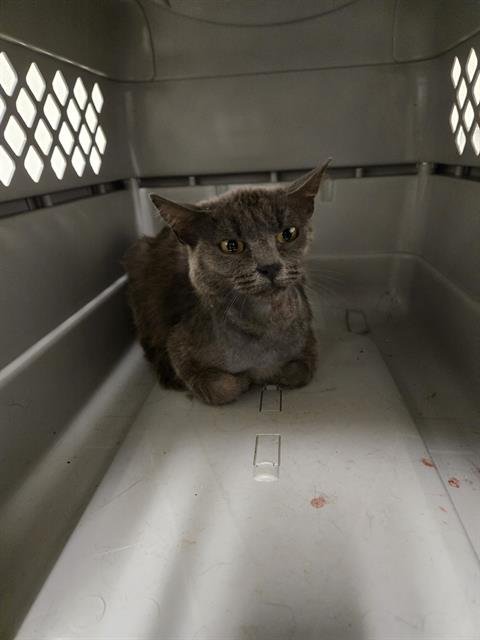A1248858 - Domestic Short Hair available for adoption