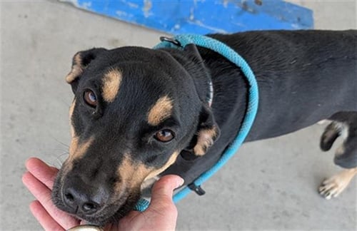 CORA - Belgian Shepherd Malinois available for adoption