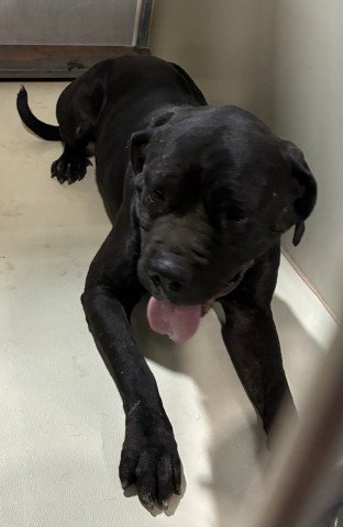 *ARIES - Mastiff available for adoption
