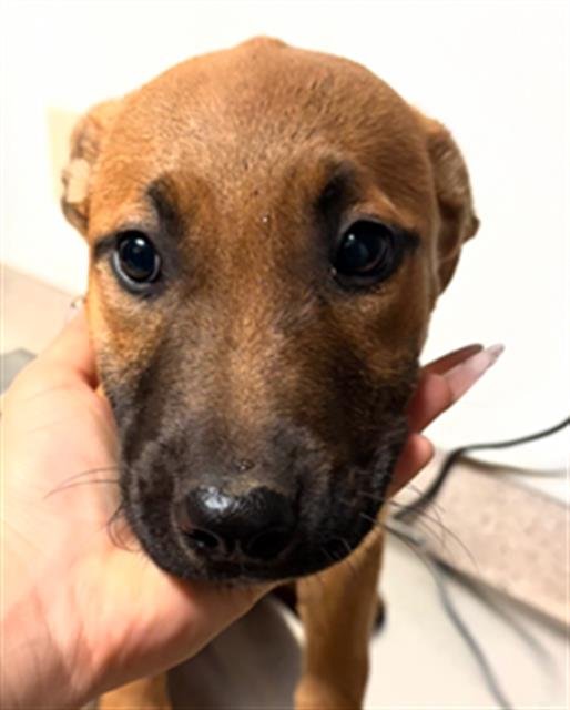 *ALICE - German Shepherd Dog / Belgian Shepherd Malinois available for adoption