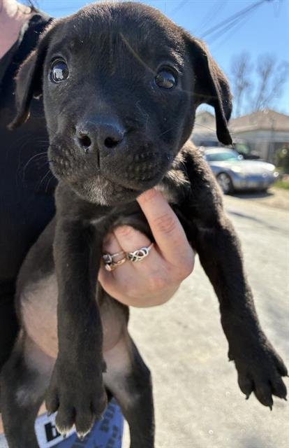 A1243660 - Labrador Retriever available for adoption