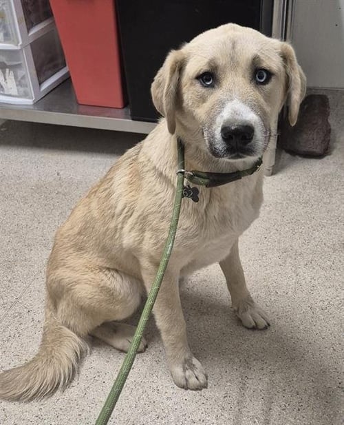 STELLA - Great Pyrenees / Husky available for adoption