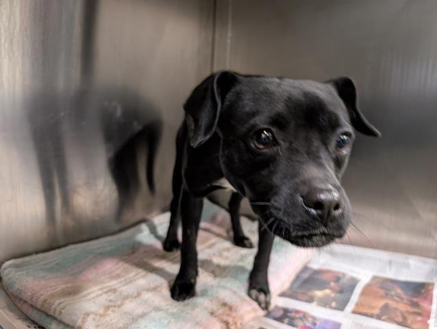 *WREN - Chihuahua available for adoption