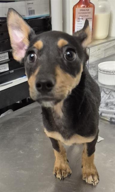 A1241888 - Chihuahua available for adoption