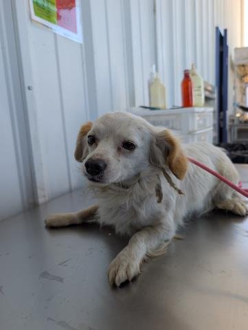 *WILLIE - Chihuahua available for adoption