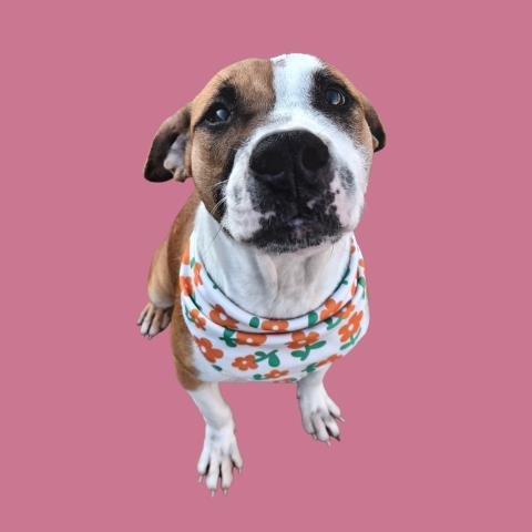 *CAROLINA - Boxer available for adoption