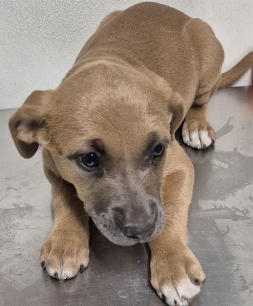 *BABY - Labrador Retriever available for adoption