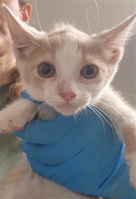 *CINNAMON - Domestic Short Hair available for adoption
