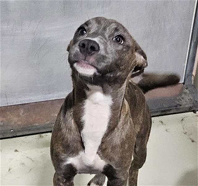 *FRIDA - Pit Bull Terrier available for adoption