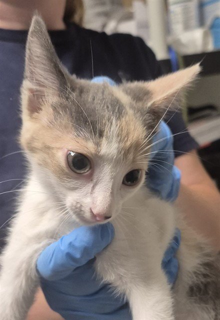 A1258773 - Domestic Short Hair available for adoption