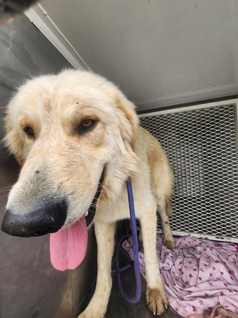 *BENJAMIN - Great Pyrenees available for adoption