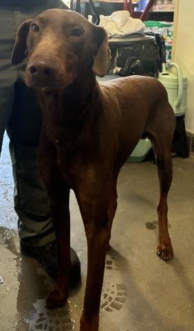*CHEESE - Doberman Pinscher available for adoption