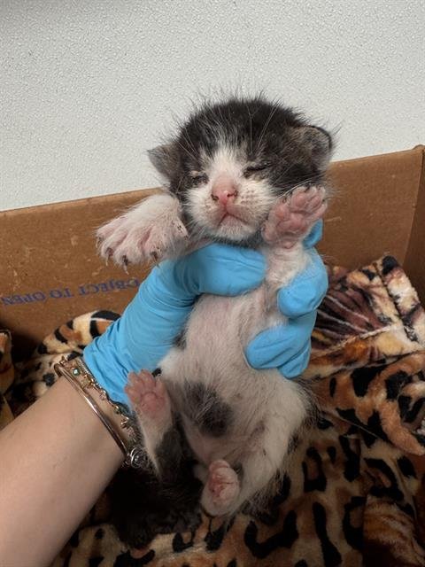 *EDDIE - Domestic Short Hair available for adoption