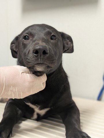 PUP 11 - Pit Bull Terrier available for adoption